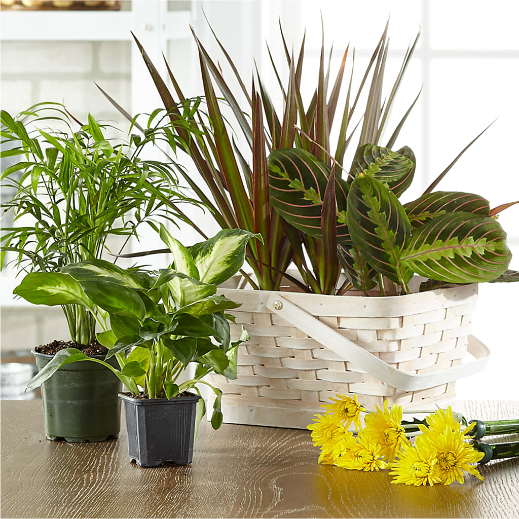 Florist Designed Blooming and Green Plants in a Basket – Visalia Flower Shop, Visalia CA