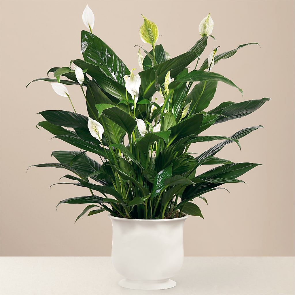 Comfort Planter – Visalia Flower Shop, Visalia CA