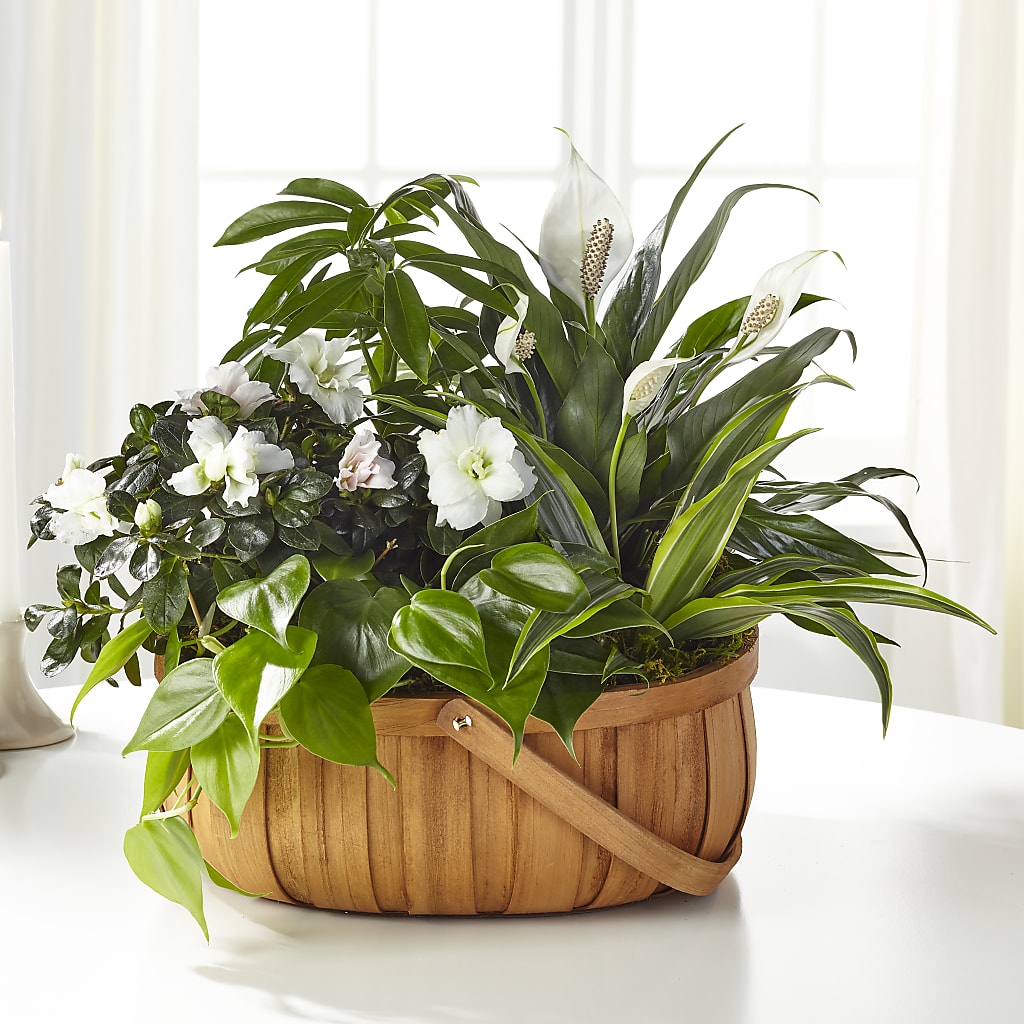 Serene Dishgarden – Visalia Flower Shop, Visalia CA