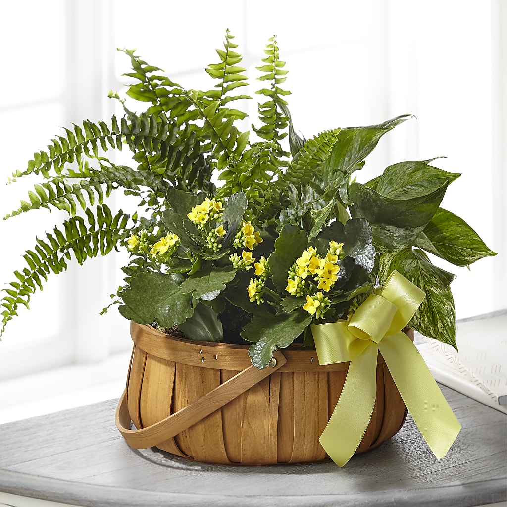 Always Dear Dishgarden – Visalia Flower Shop, Visalia CA