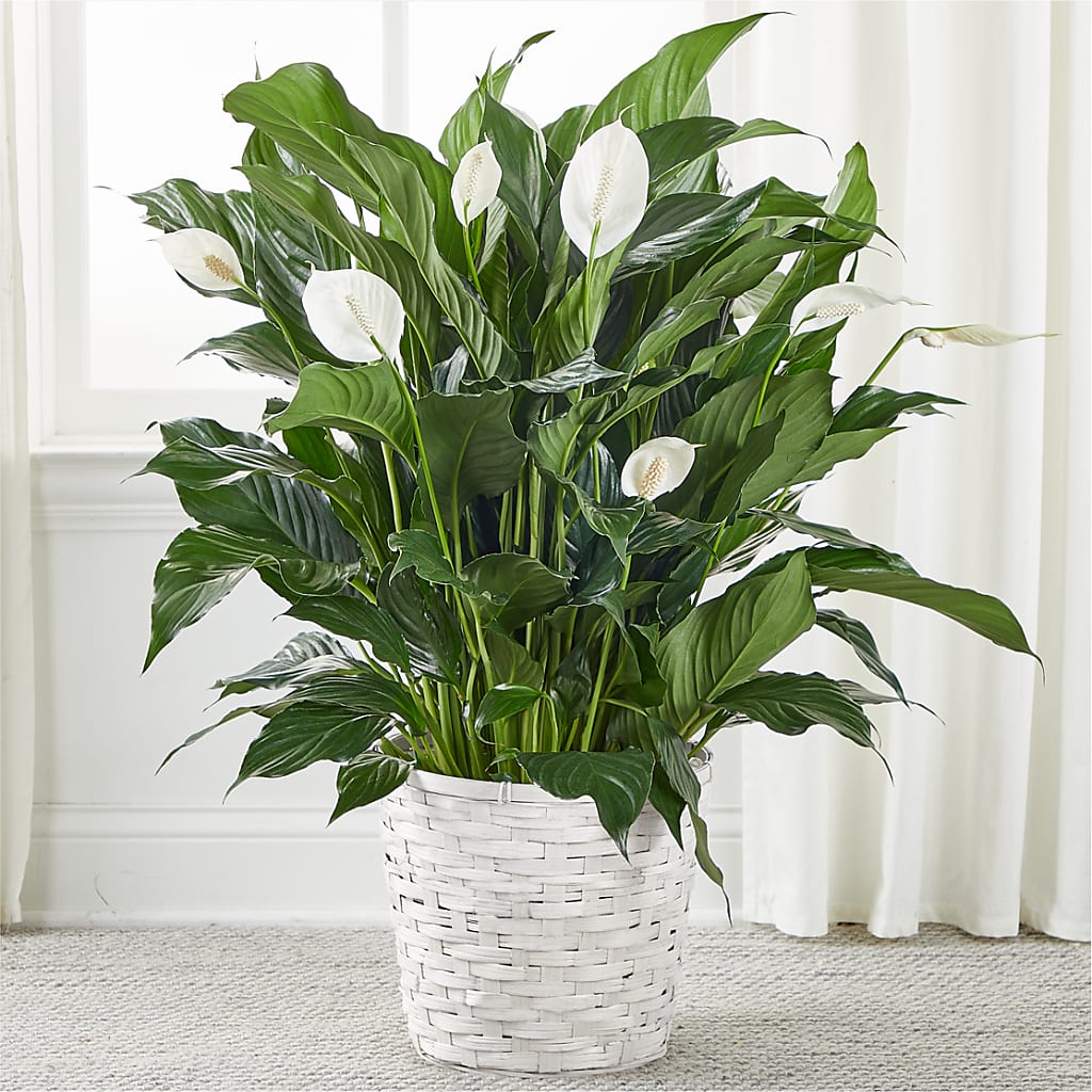 A New Leaf Peace Lily – Visalia Flower Shop, Visalia CA