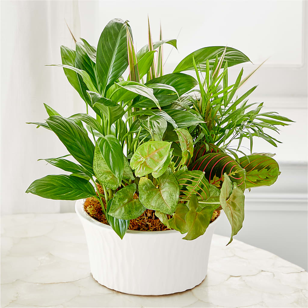 Balance & Harmony Dishgarden – Visalia Flower Shop, Visalia CA