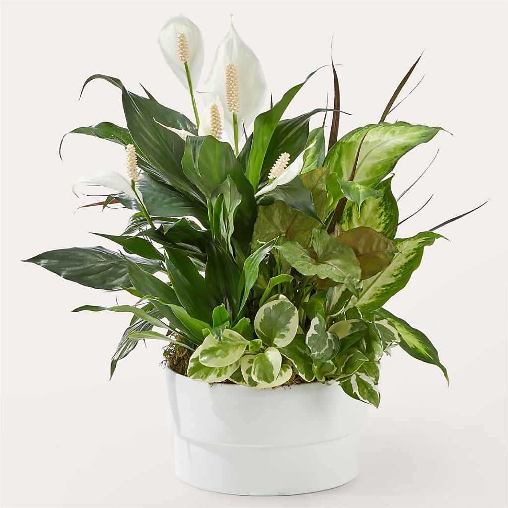Radiating Positivity Dishgarden – Visalia Flower Shop, Visalia CA