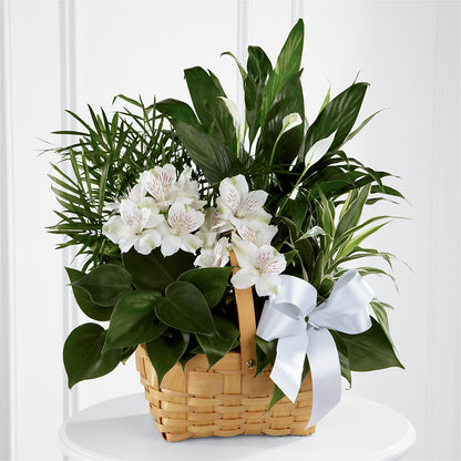 Peace & Serenity Dishgarden –  Visalia Flower Shop, Visalia CA
