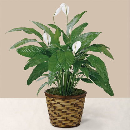 Tranquil Moments Peace Lily Plant –  Visalia Flower Shop, Visalia CA