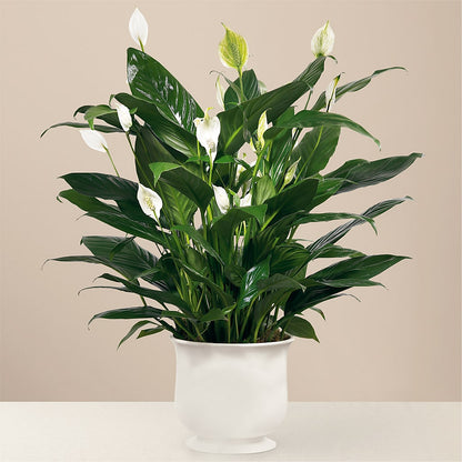 Comfort Planter –  Visalia Flower Shop, Visalia CA