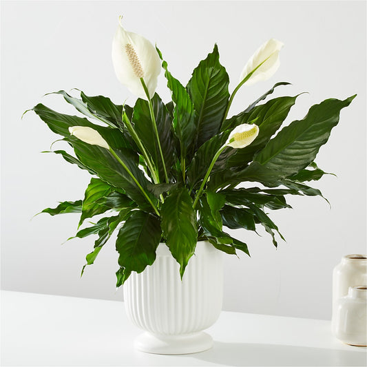 Comfort Planter –  Visalia Flower Shop, Visalia CA
