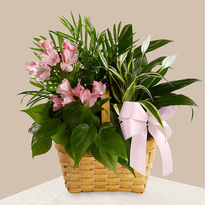 Living Spirit Dishgarden –  Visalia Flower Shop, Visalia CA