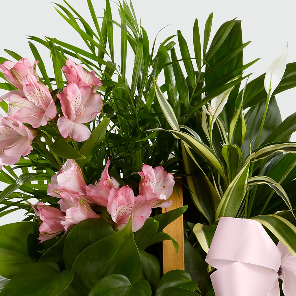 Living Spirit Dishgarden –  Visalia Flower Shop, Visalia CA