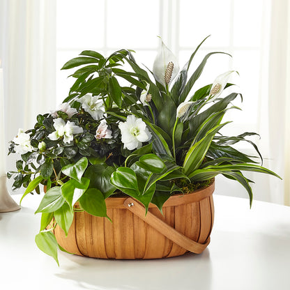Serene Dishgarden –  Visalia Flower Shop, Visalia CA