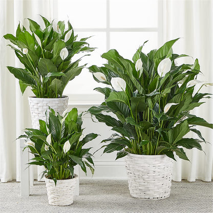 A New Leaf Peace Lily –  Visalia Flower Shop, Visalia CA