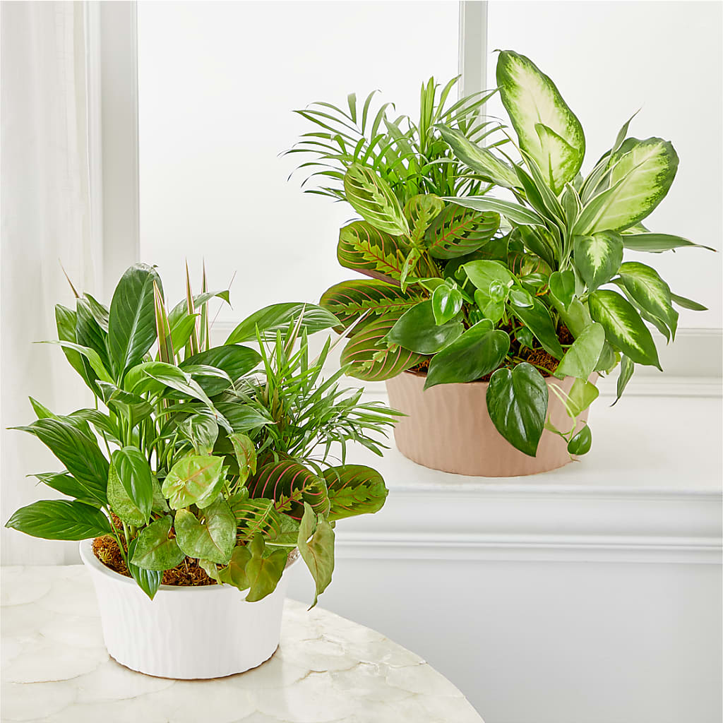 Balance & Harmony Dishgarden –  Visalia Flower Shop, Visalia CA