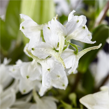 Classic Ivory – A Florist Original –  Visalia Flower Shop, Visalia CA